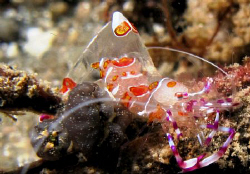 Critters Cove,Samal Island,Davao City by Bernard Maglana 
